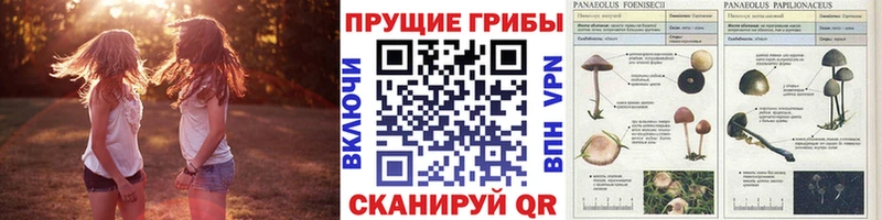 Купить  Ленинск-Кузнецкий  Галлюциногенные грибы Cubensis 